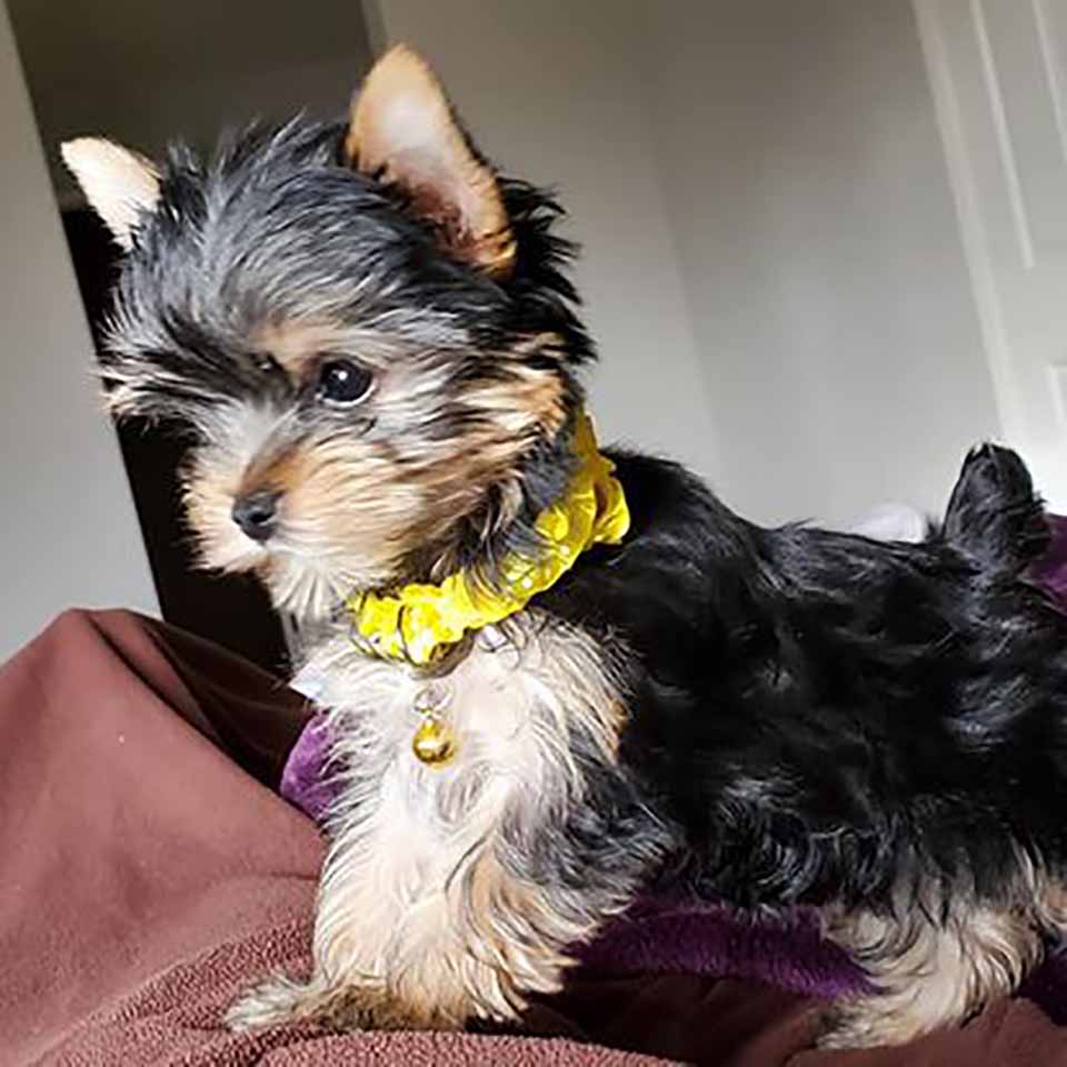 pequeño perrito