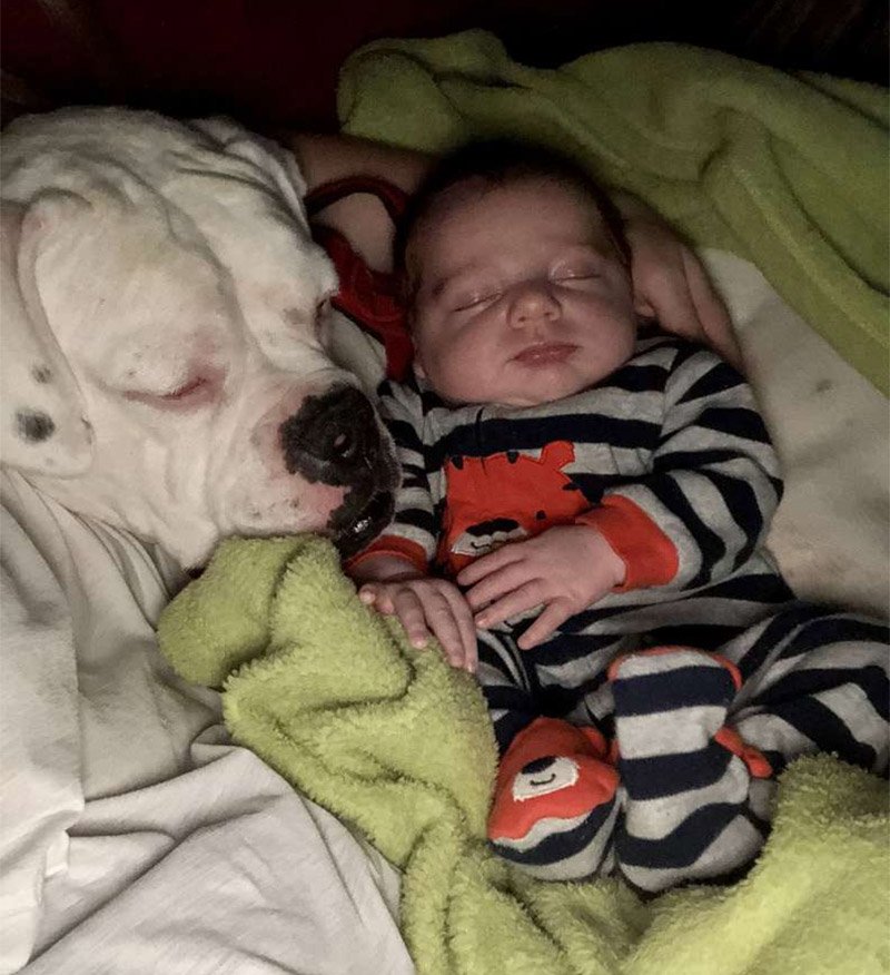 Bebé y Brutus
