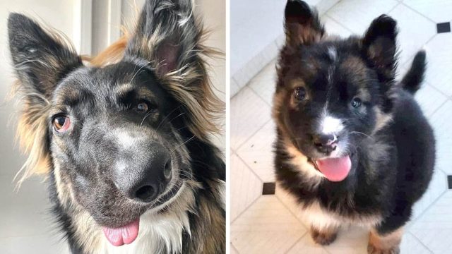 Brodie es diferente, pero encontró un hogar y será un perro de terapia