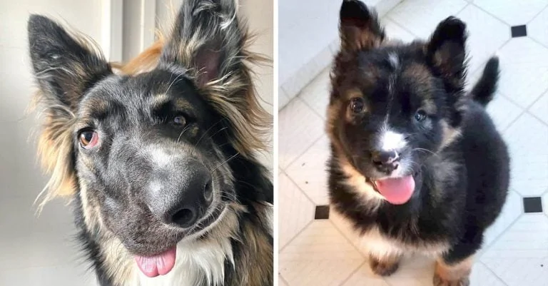 Brodie es diferente, pero encontró un hogar y será un perro de terapia