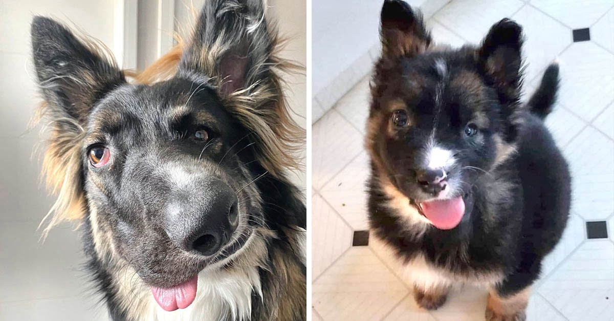 Brodie es diferente, pero encontró un hogar y será un perro de terapia