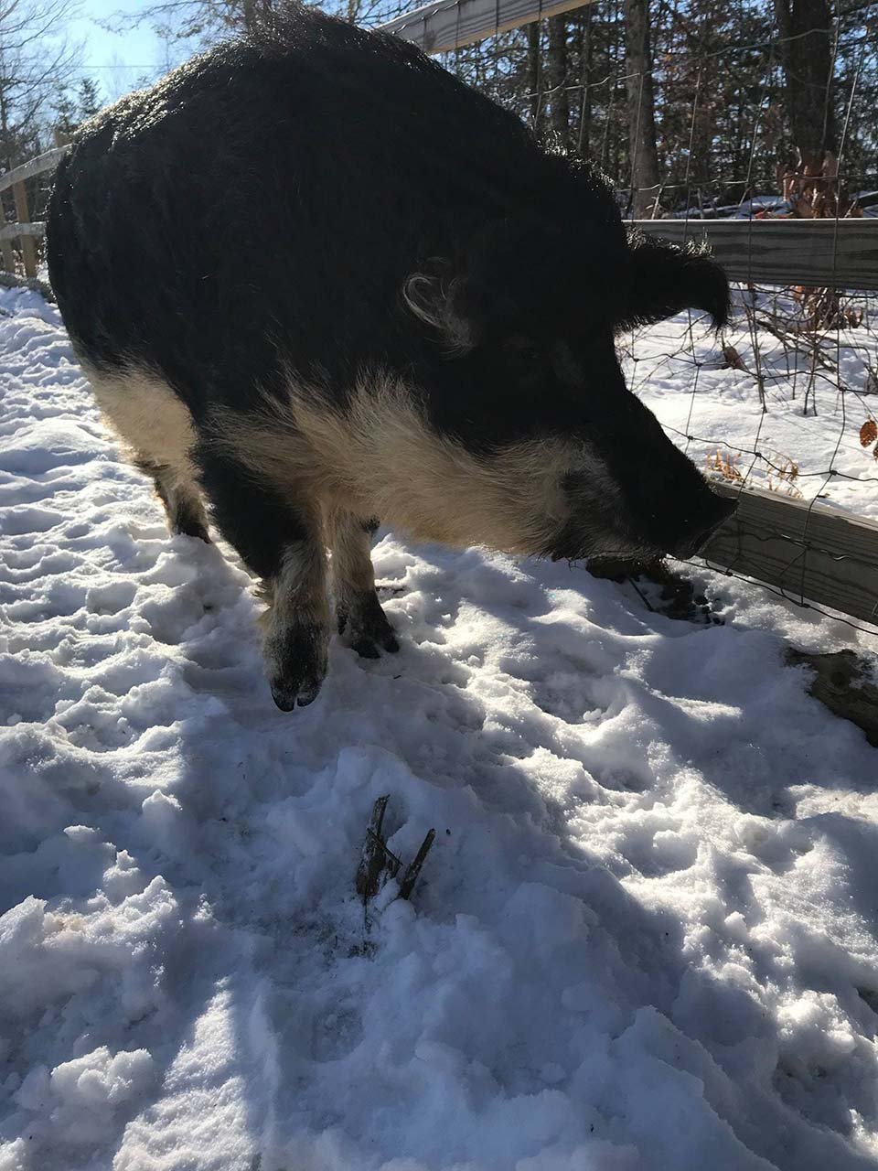 Cerdos peludos invierno