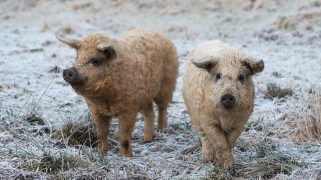 Cerdos peludos parecen ovejas