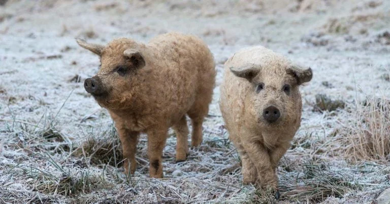 Cerdos peludos parecen ovejas