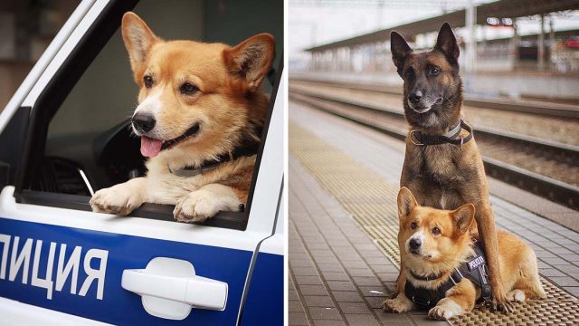 Corgi policía Rusia excelente trabajo siete años