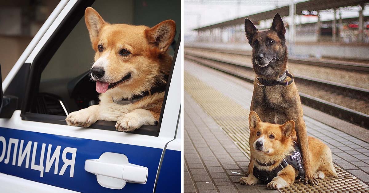 Corgi policía Rusia excelente trabajo siete años
