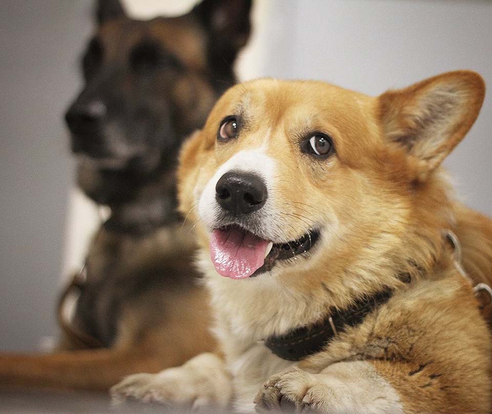 Corgi y su compañero