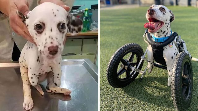 Dálmata de dos patas rescatada
