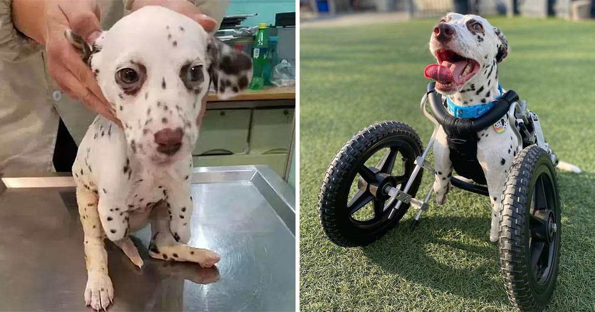 Dálmata de dos patas rescatada