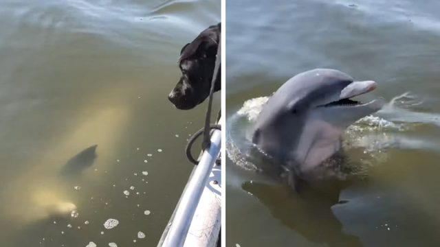 Delfín amistoso se acerca saludar dos perros bote