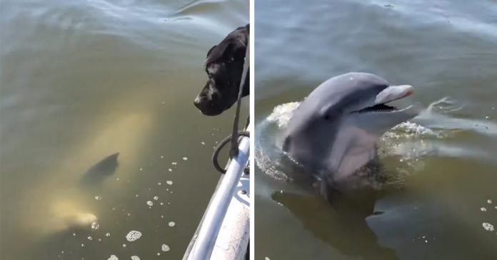Delfín amistoso se acerca saludar dos perros bote