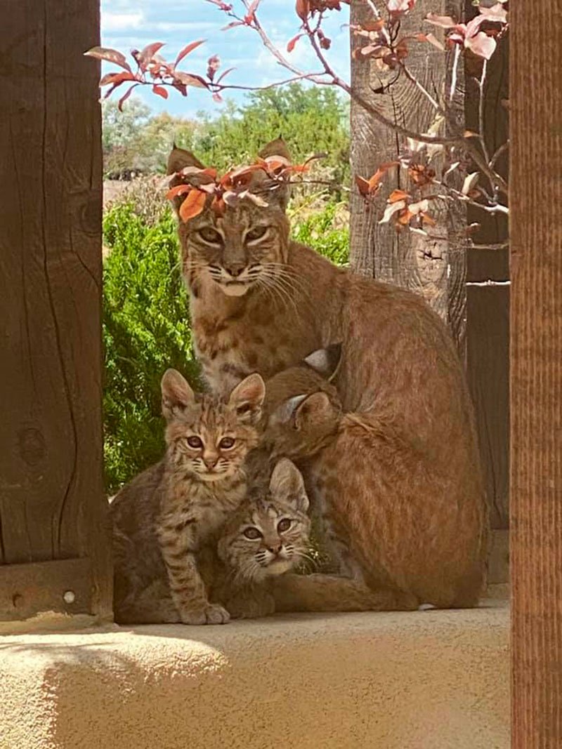 Familia de gatos
