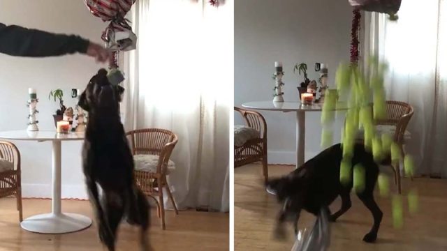 Familia sorprende a su perro con una piñata