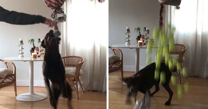Familia sorprende a su perro con una piñata