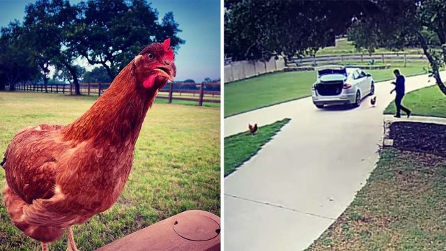 Gallina se cuela auto extraño aventuras