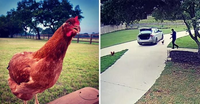 Gallina se cuela auto extraño aventuras