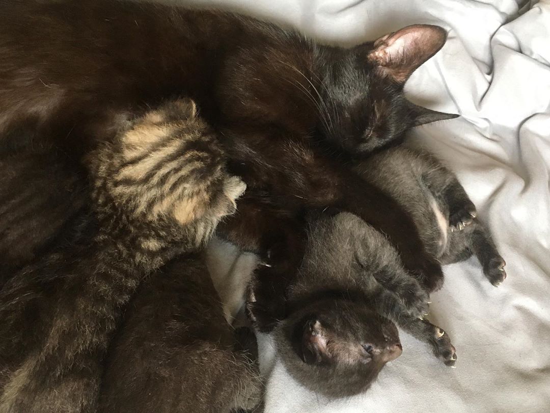 Gata con sus bebés