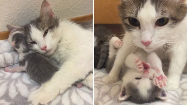 Gata embarazada encuentra familia cuidar gatitos