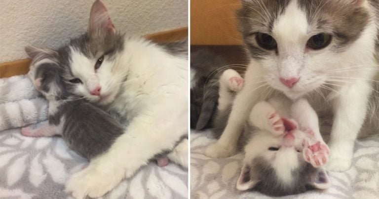 Gata embarazada encuentra familia cuidar gatitos