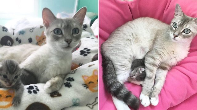 Gata que perdió sus bebés adoptó gatito huérfano