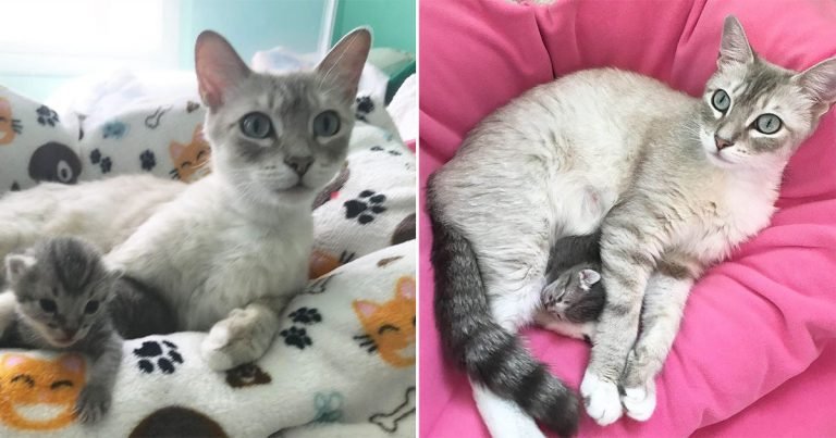 Gata que perdió sus bebés adoptó gatito huérfano