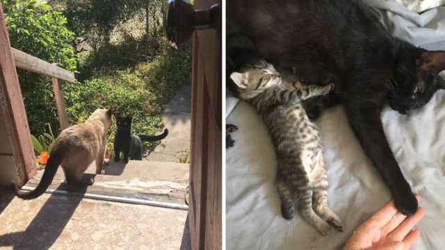 Gata sin hogar pide ayuda tener gatitos
