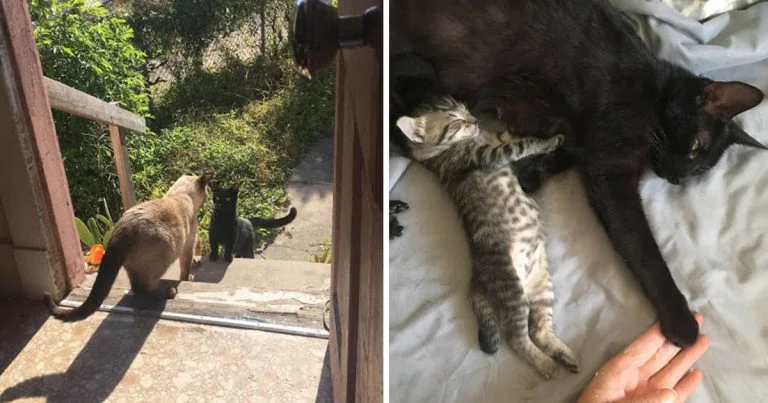 Gata sin hogar pide ayuda tener gatitos