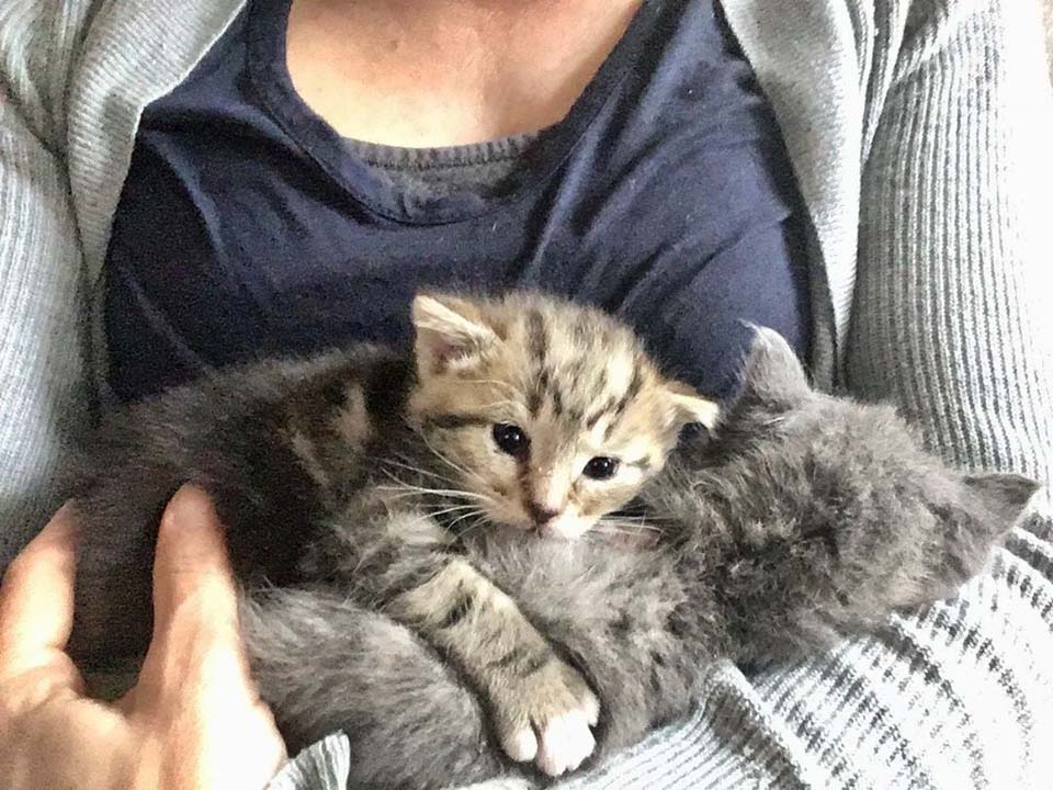 Gatas pequeñas