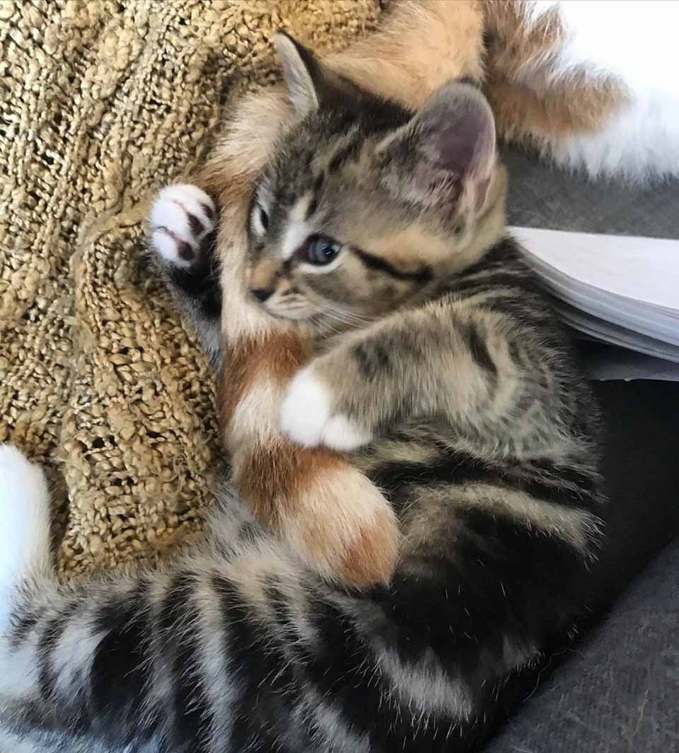 Gatita abraza cola de gato