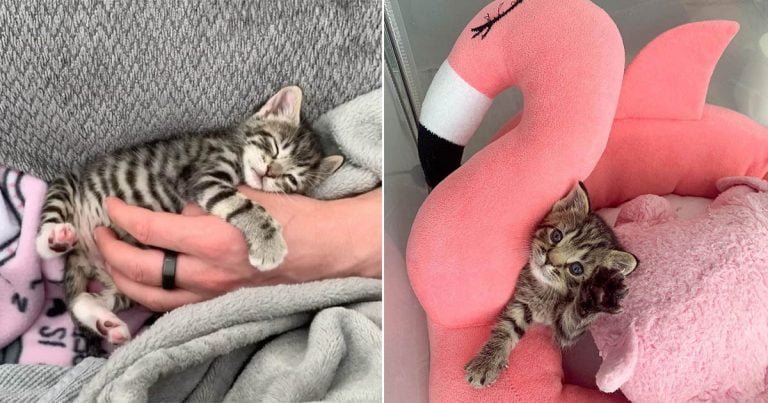 Gatita con espíritu luchador encuentra a las personas más amables para ayudarla