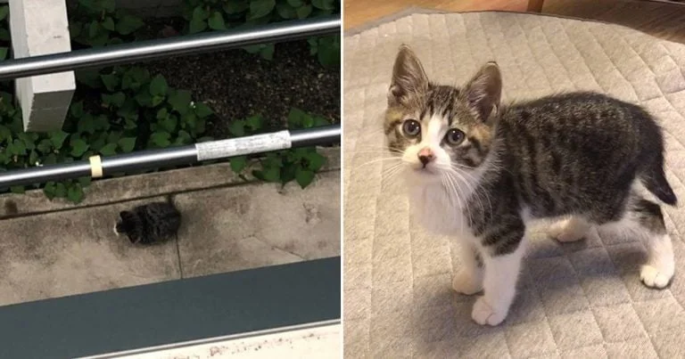 Gatita perdida es encontrada sentada sola en el patio y recibe ayuda para prosperar