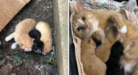 Gatita sin hogar corre hacia sus rescatistas cuando la encuentran a ella y sus gatitos