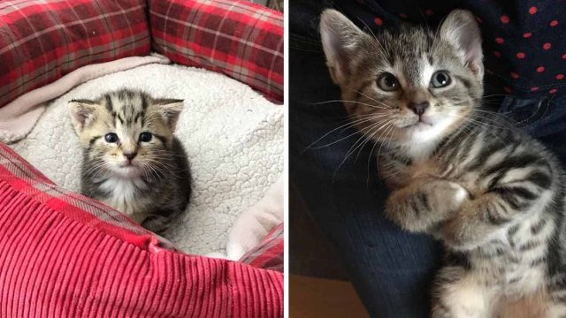 Gatita se gana los corazones de la familia que la encontraron