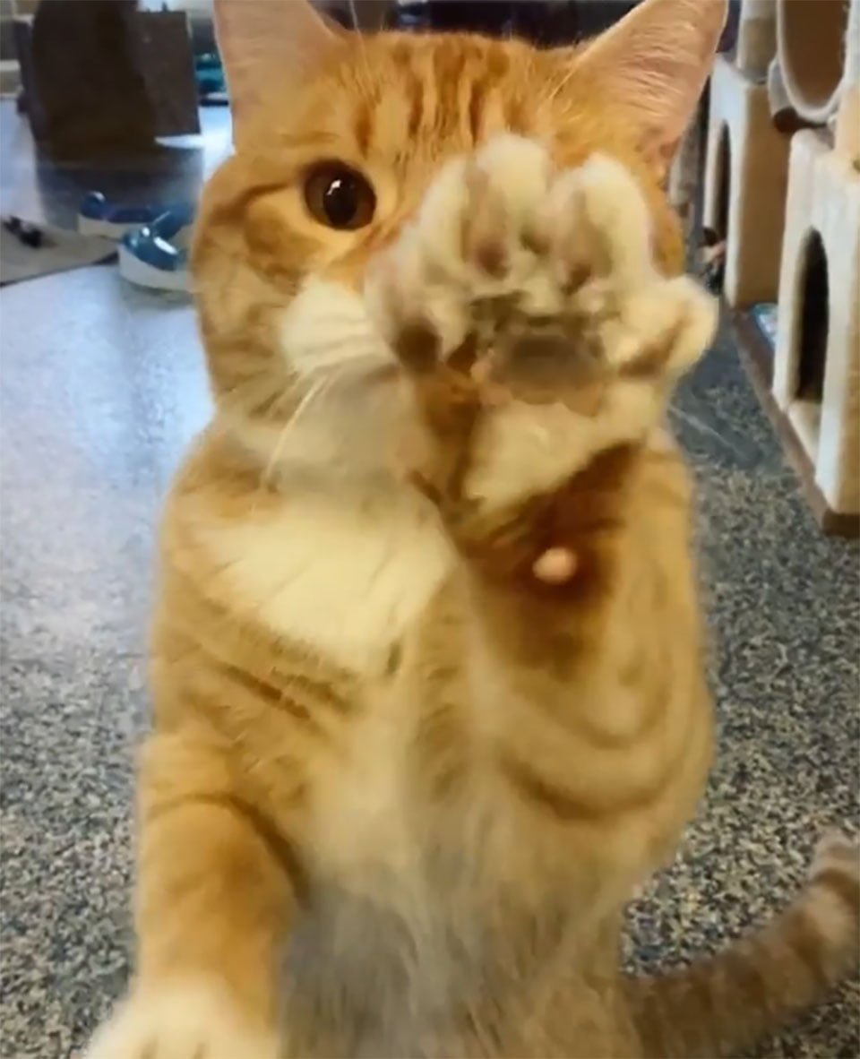 Gatito a través del vidrio