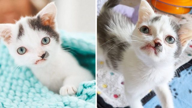 Gatito con cara dulce le cambia la vida