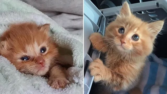 Gatito insiste en quedarse con la familia que lo ayudó
