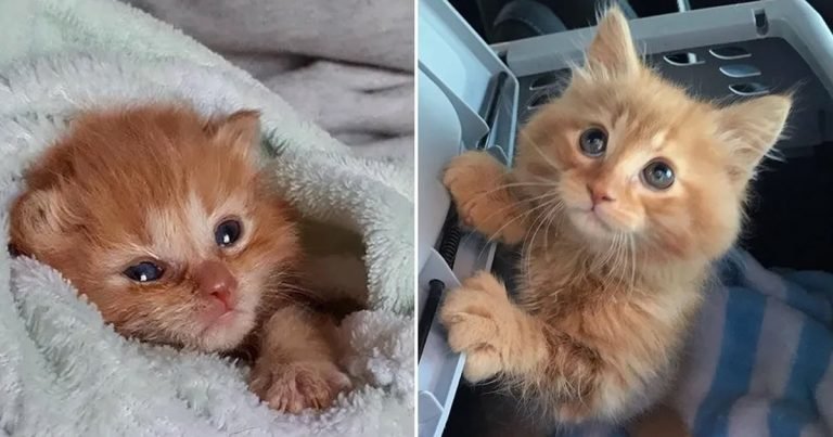 Gatito insiste en quedarse con la familia que lo ayudó