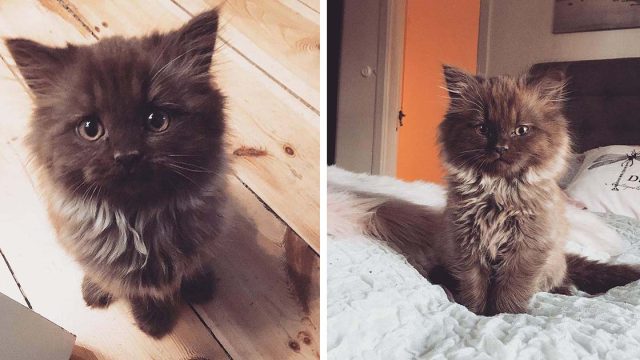 Gatito que parece oso de peluche encontró el hogar de sus sueños