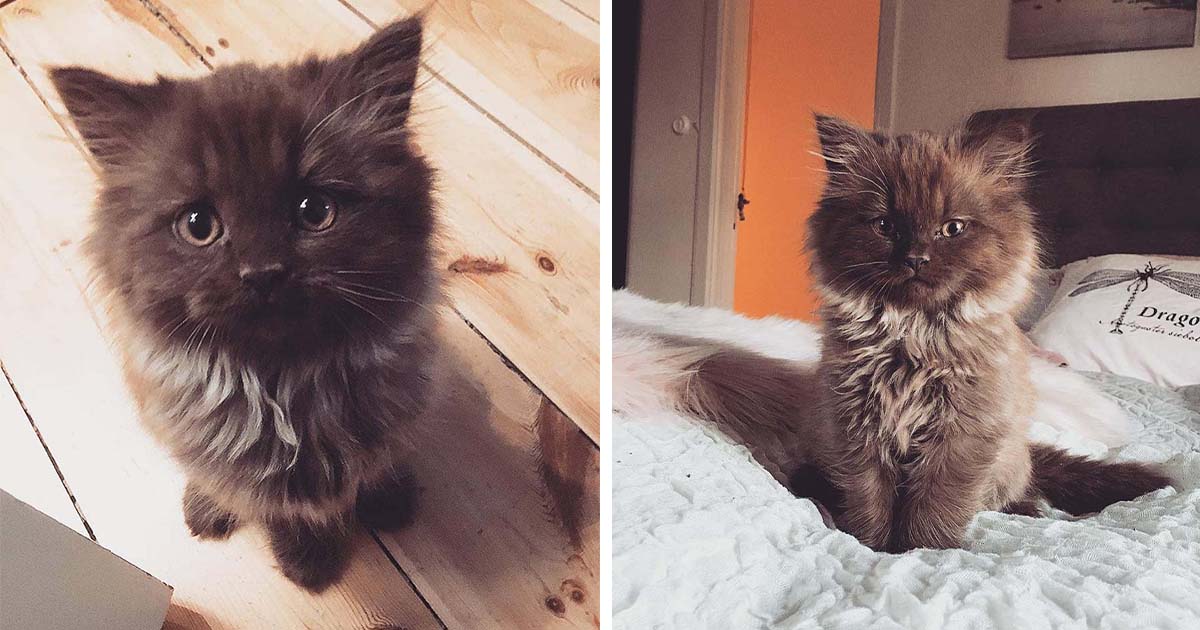 Gatito que parece oso de peluche encontró el hogar de sus sueños