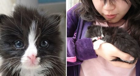 Gatito está tan feliz de ser rescatado que no se aleja de su salvadora