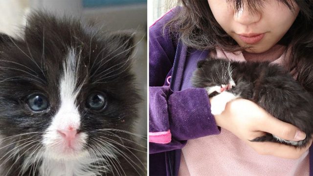 Gatito rescatado de las calles se aferra a su salvadora