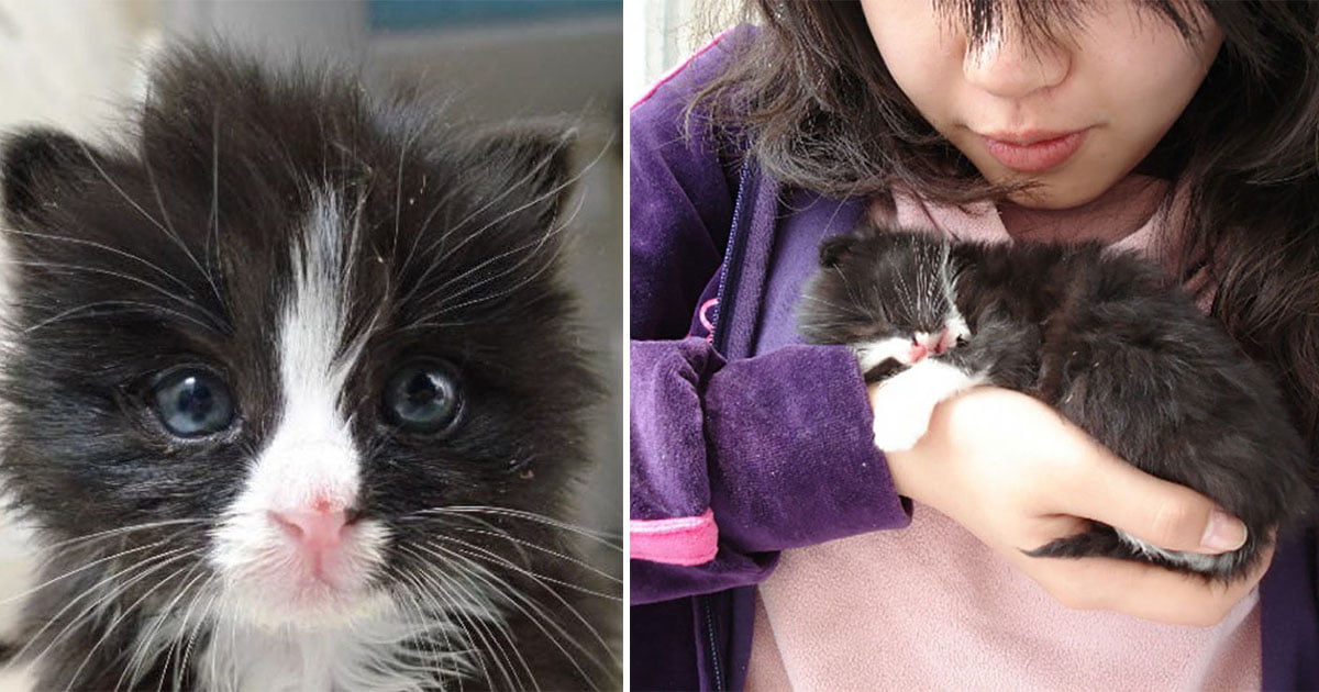 Gatito rescatado de las calles se aferra a su salvadora