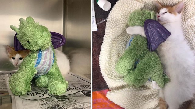 Gatito trae su dragón al veterinario para sentirse más fuerte