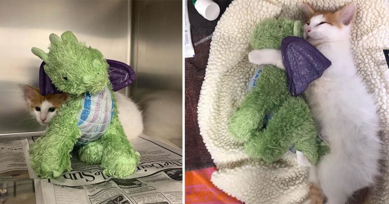 Gatito trae su dragón al veterinario para sentirse más fuerte