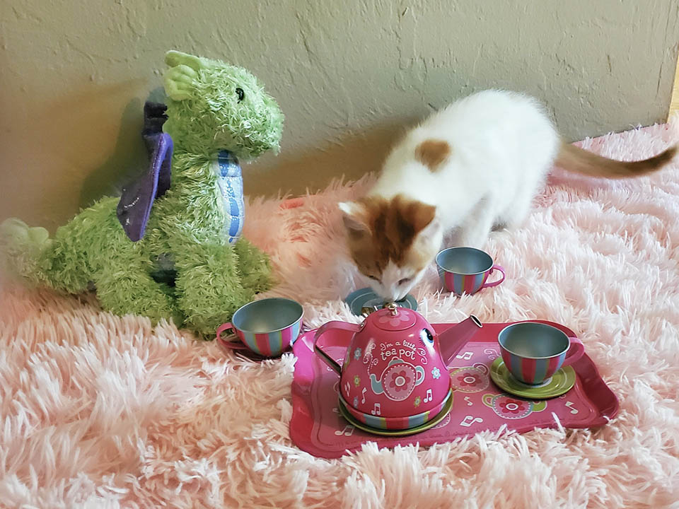Gatito y su dragón