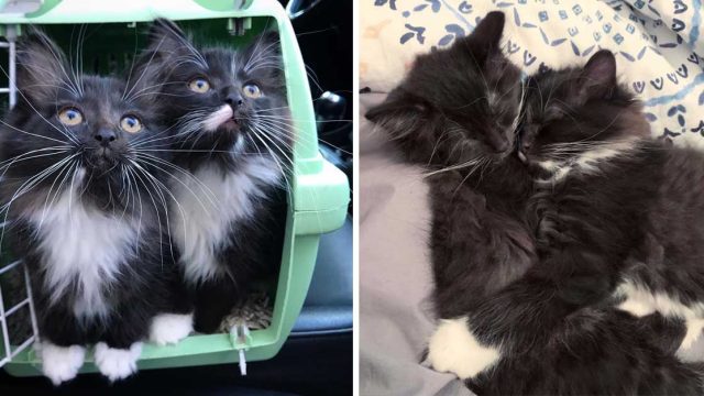 Gatitos gemelos inseparables buscan familia juntos
