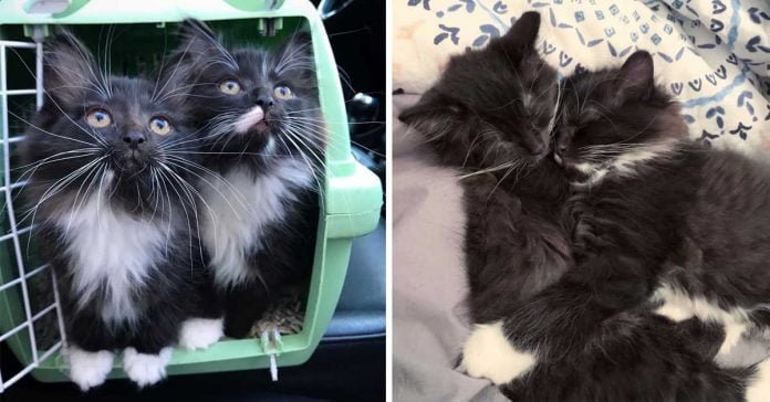 Gatitos gemelos inseparables buscan familia juntos