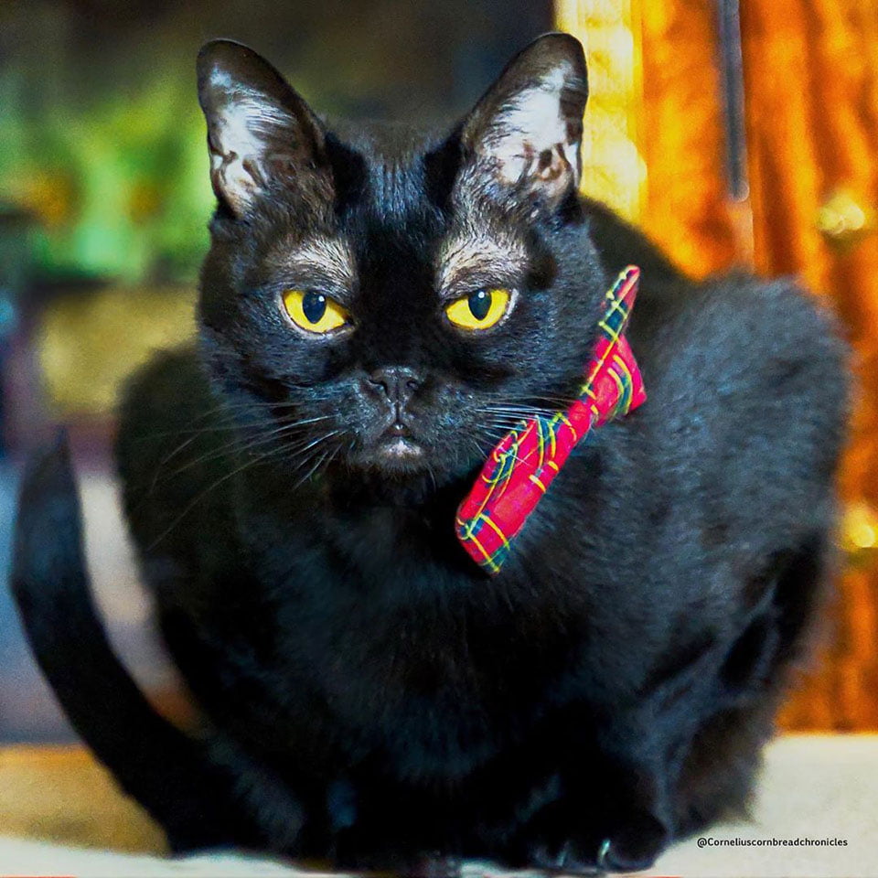 Gato con moño