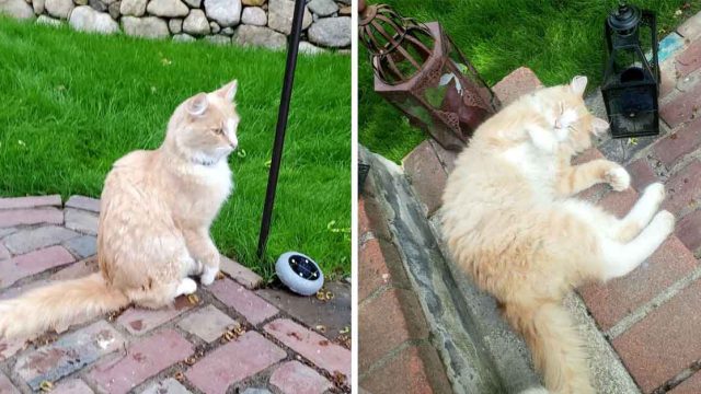 Gato finalmente acepta a la familia que se mudo a su casa