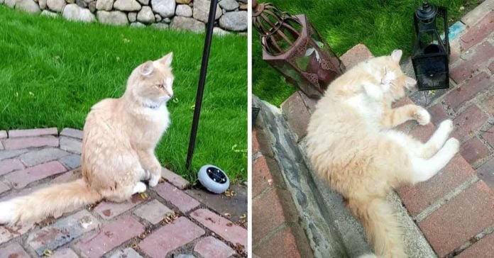 Gato finalmente acepta a la familia que se mudo a su casa